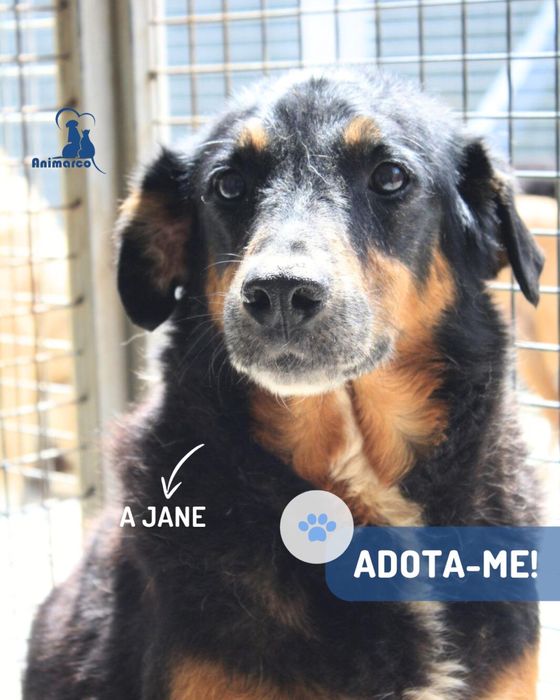 Jane cadela de porte medio