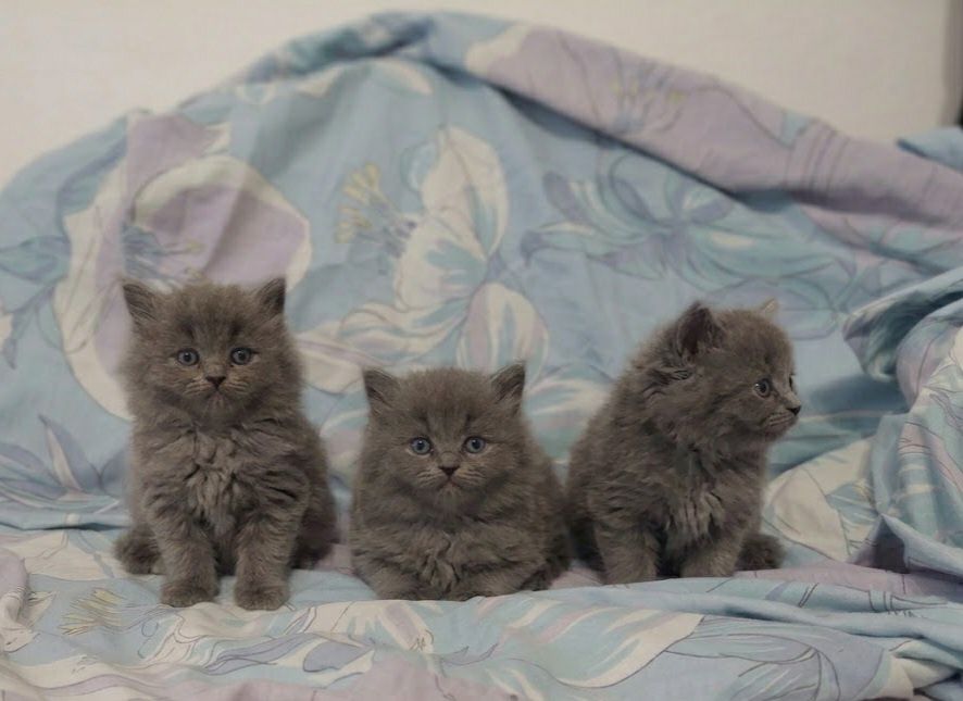 Шотландські кошенята  прямовухий котик