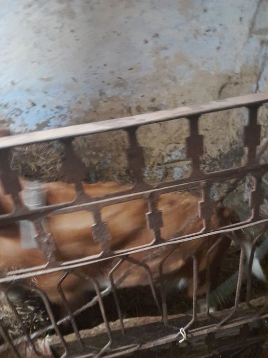 Пролаєця теличіка 10 днів