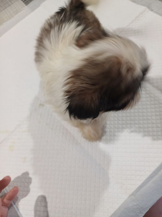 Ogłoszenia prywatne shih tzu