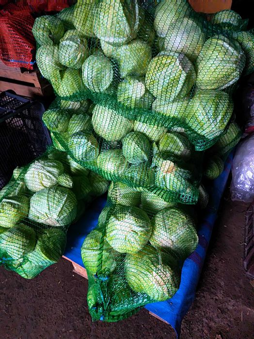 Kapusta biała sprzedam