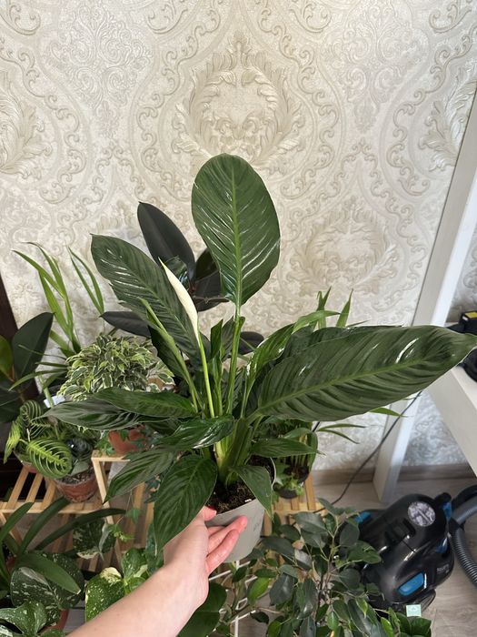 Кімнатні квіти Рослини