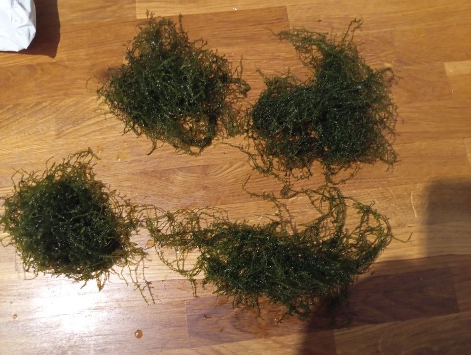 Mech akwariowy - spora porcja