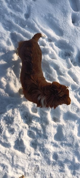 В добрі руки безкоштовно 
Віддається собака — дівчинка, 6 місяців.
Г