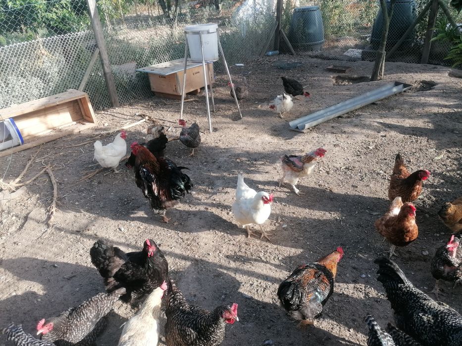 Galinhas E galos para diminuir o efectivo cá de casa..