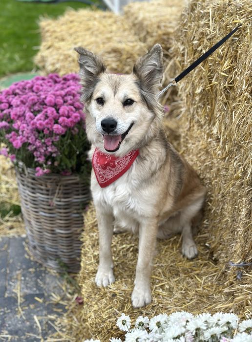 Собачка дівчинка шукає дім