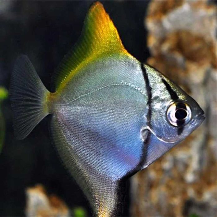 GB Monodactylus - dowóz ryb!