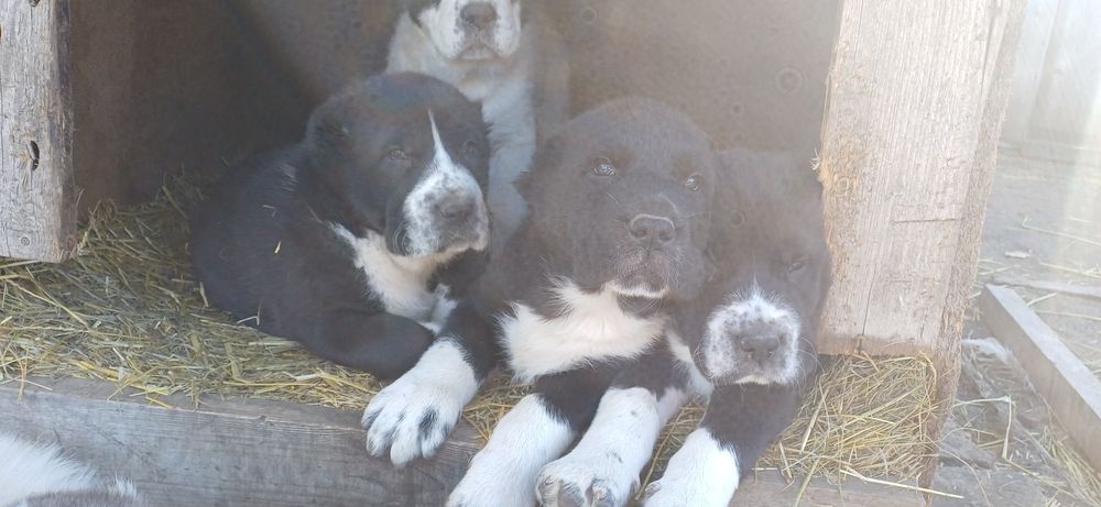 Розплідник Алі Джад пропонує цуценят САВ.Цуценята народилися 19.01.26