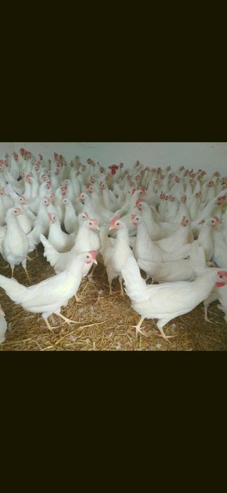 Leghorn 24 tygodnie! Wysyłka od 10 sztuk.