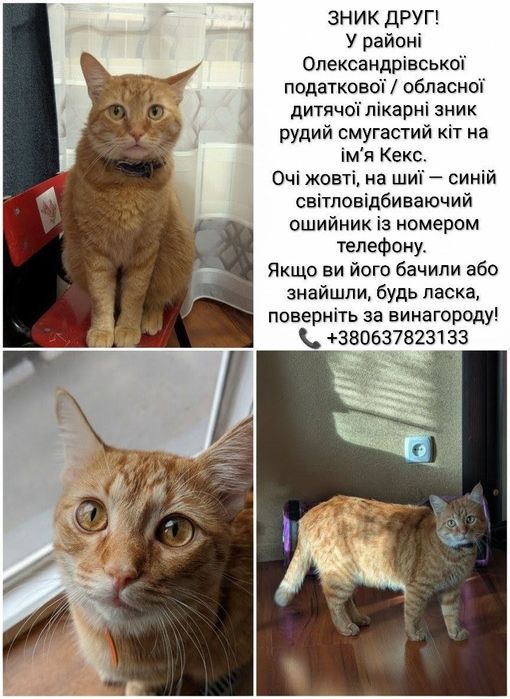 SOS Пропал кот Шукаємо друга SOS