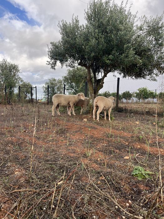 Borrego merino alemao