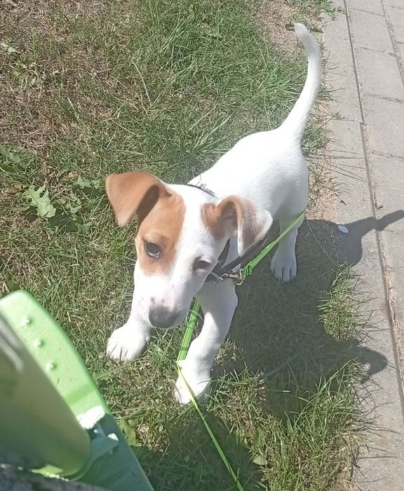 JACK RUSSELL TERRIER z rodowodem - szczeniak urodzony 10.05.2026