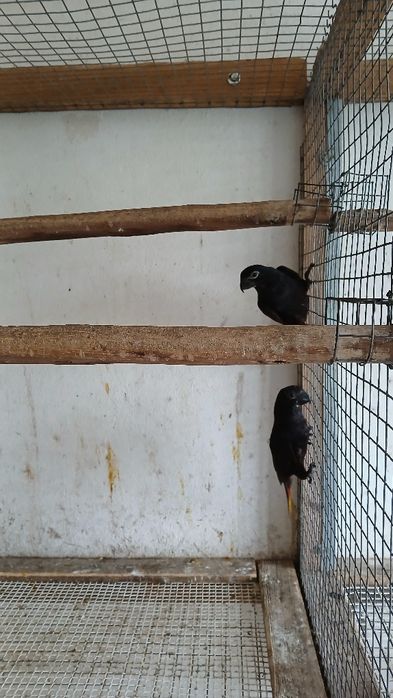 Duas fêmeas de loris Blake