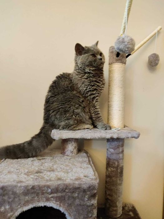 Drapak legowisko domek wysoki dla kota słupek do drapania NOWY 118 cm