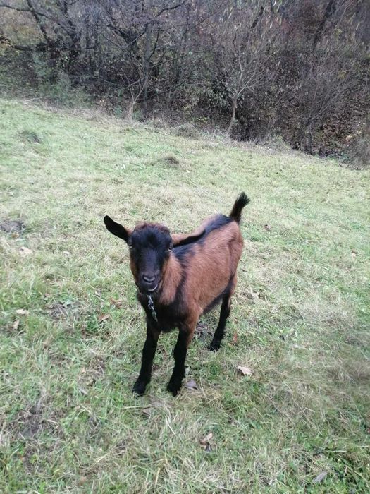 Альпійські козлики Місько і Бурик для парування