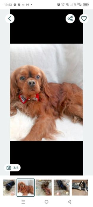 Cavalier King Charles spaniel Zapraszam