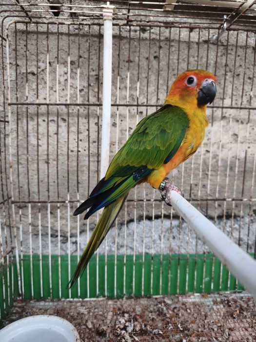 Aratinga sol criada á mão