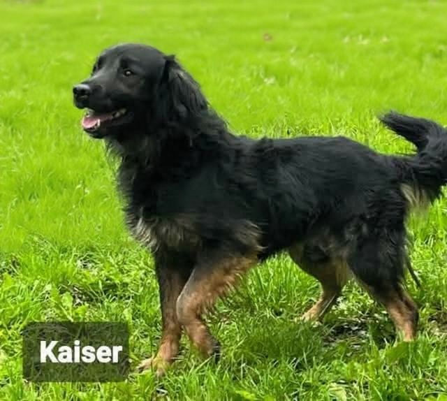 Przepiękny i kochany pies do adopcji.