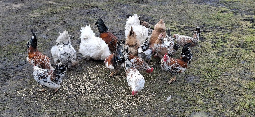 Kury karzełki i brahmy