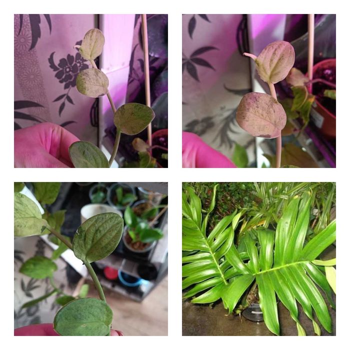 monstera/rhaphidophora korthalsii marble aurea=cięty szczyt/pęd 4 liście