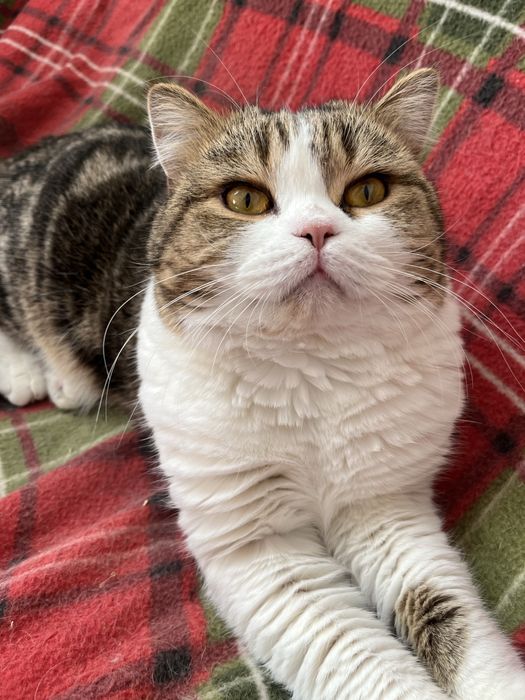 Haighland fold femea