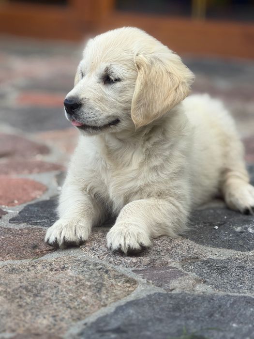 Szczenię golden retriever do odbioru sunia
