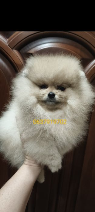 Померанский шпиц девочка Киев