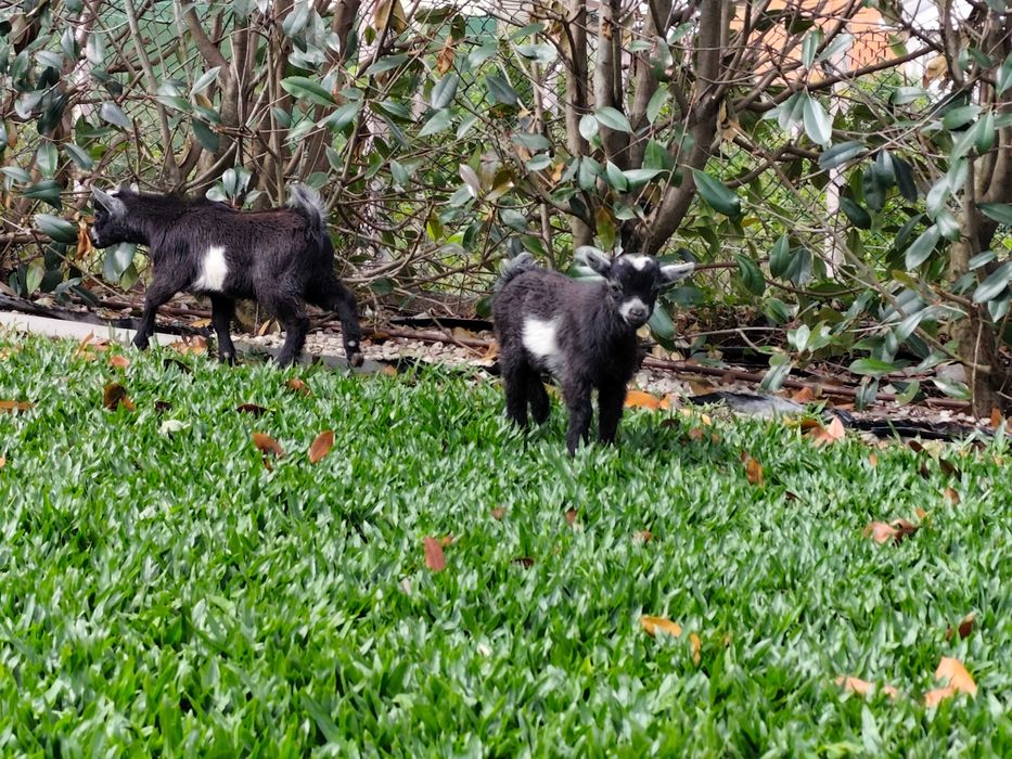 Cabras anãs, super dóceis