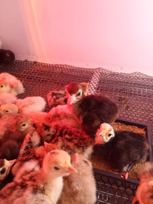 Суточные породистые индюшата.В наличии .