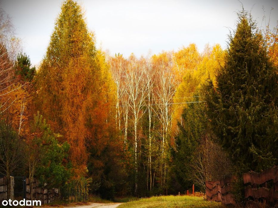 Leśne działki przy Poleskim Parku, cisza, warunki zabudowy