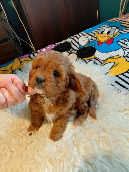 Cavapoo - piesek red