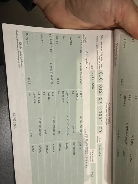 Klacz huculska programowa