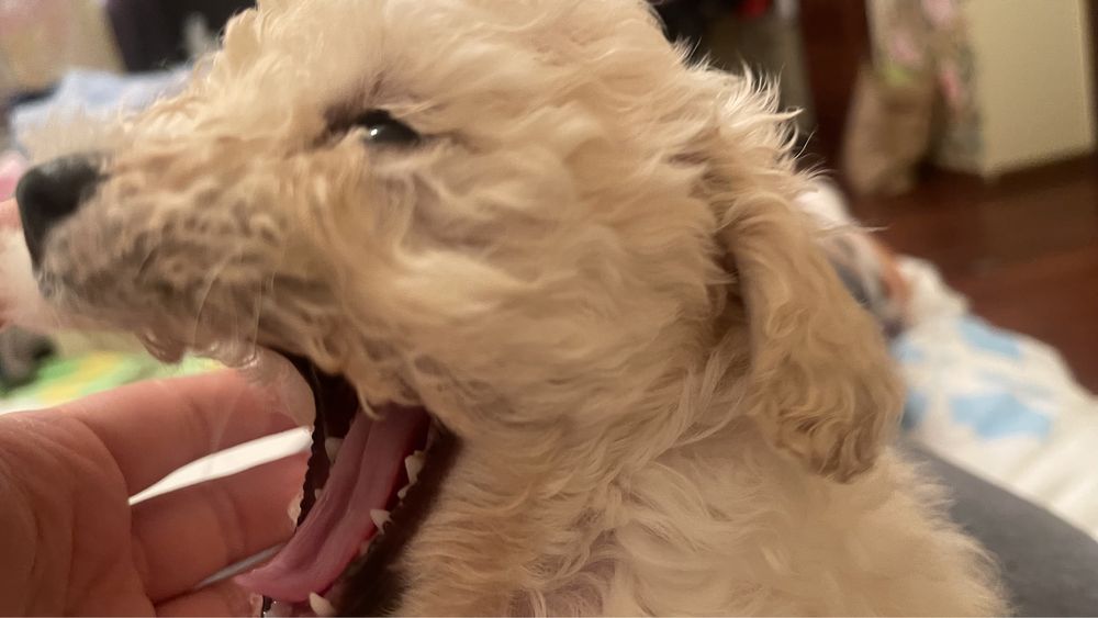 той  пудель  беби фейс цуценята