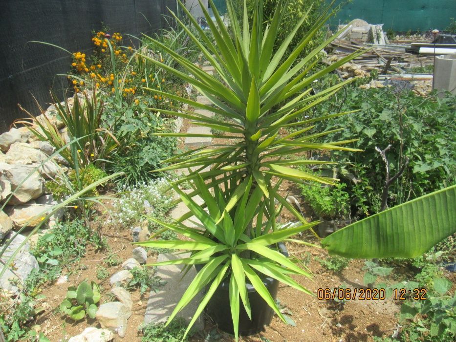 Yuca planta de interior ou exterior