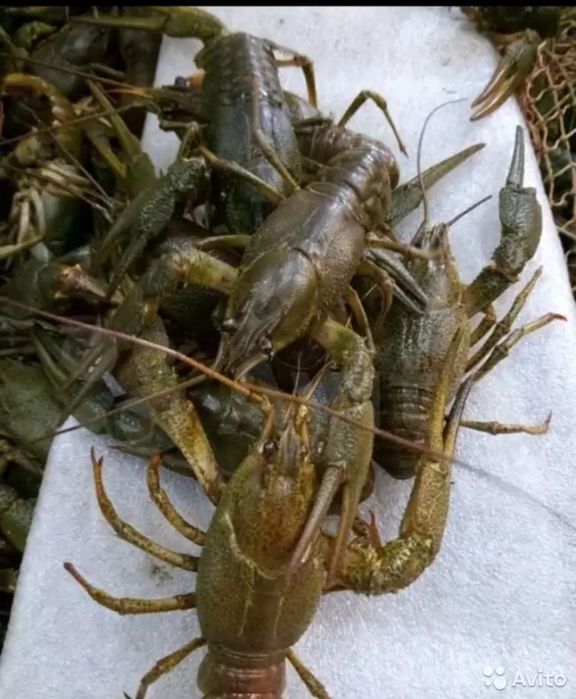 Раки дикие! Живые, варёные! Троещина, Воскресенка.