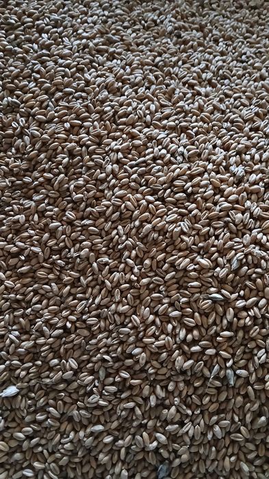 Sprzedam zboża paszowe I słomę.