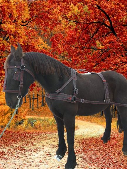 упряж посторонки вожжи шорка обродь уздечка збруя для коня