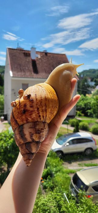 Ślimak Achatina reticulata