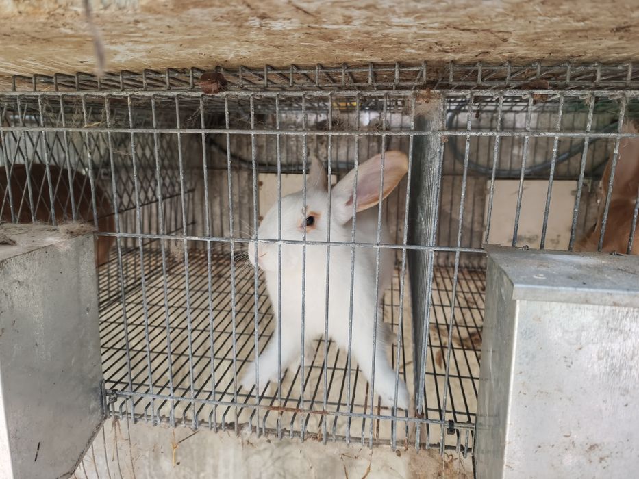 Vendo coelhos novos