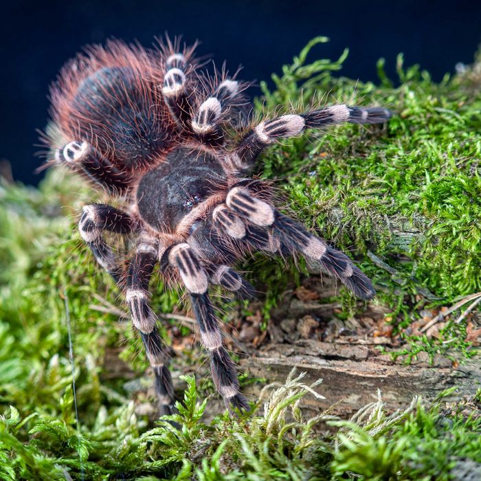 Ptasznik Acanthoscurria geniculata / Ptasznik białokolanowy