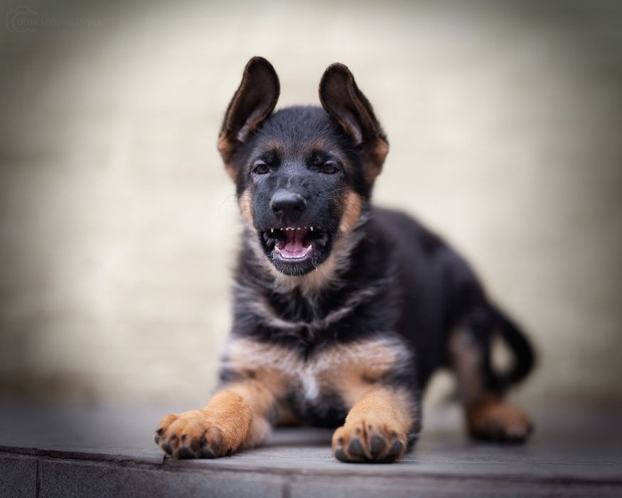 Німецька вівчарка, КСУ