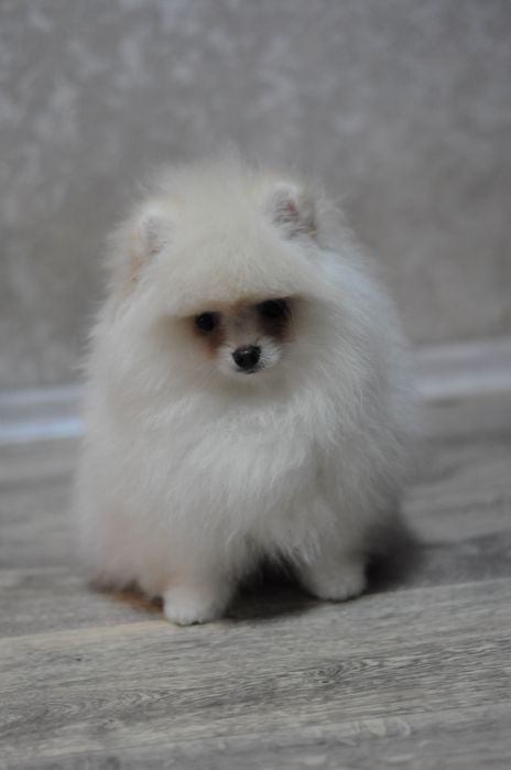 Шикарные VIP медвежата