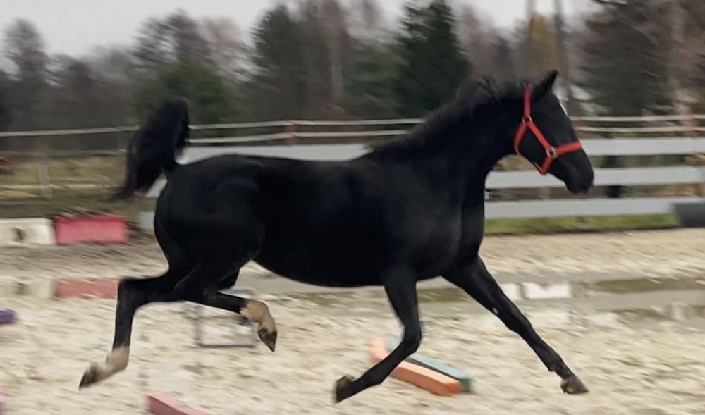 3,5 letnia klacz KWPN PO KJENTO - Mistrzu Swiata