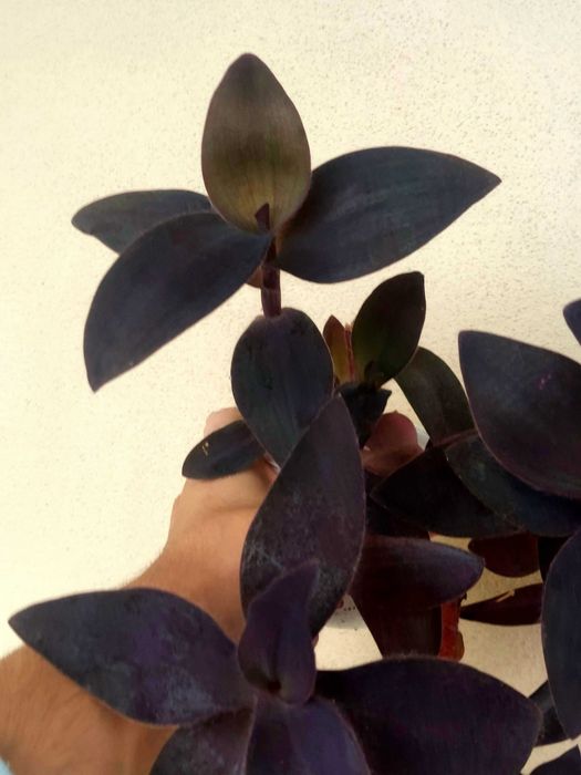 Planta Tradescantia Purple Heart