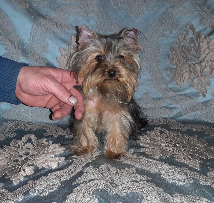 Мини девочка йоркширского терьера 8 месяцев.