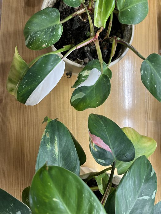 Philodendron Triple Prince White Pink Princess kolekcjonerska