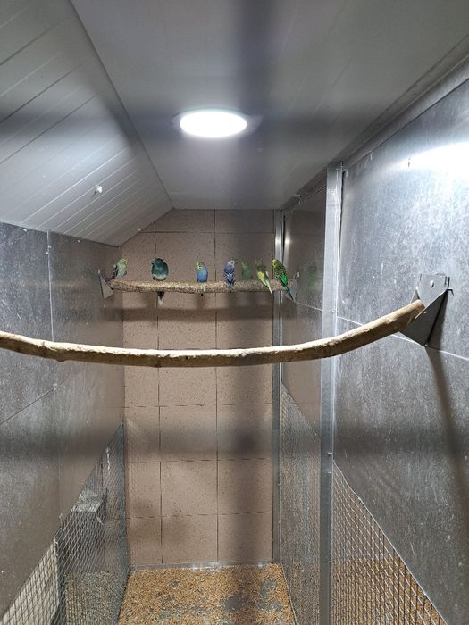 Sprzedam papugi faliste