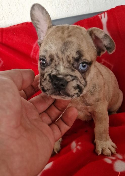 Menino bulldog merle