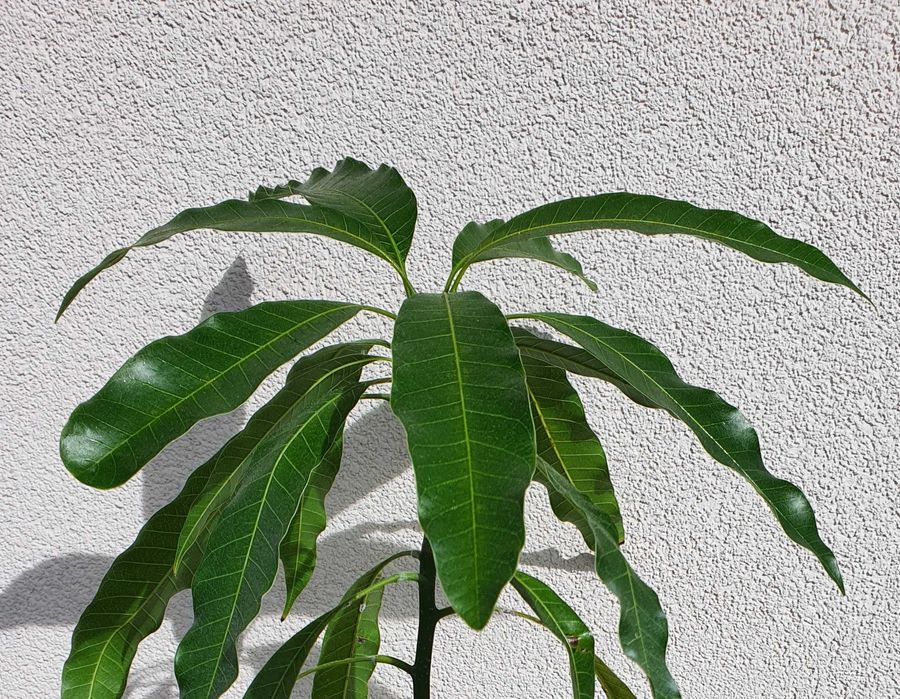 Drzewko mango 3,5-letnie z Wysp Kanaryjskich 47cm
