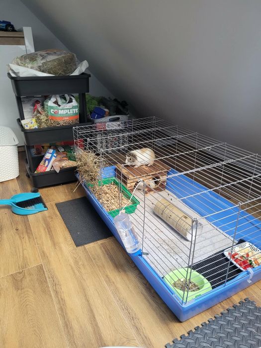 Świnki morskie dwa samce plus klatka i akcesoria